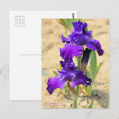 Iris "Skyship"   [Postcard" Postkarte (Vorne/Hinten)