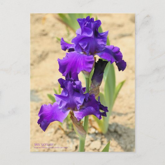 Iris "Skyship"   [Postcard" Postkarte (Vorderseite)