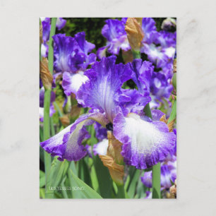 Iris "Song Song" Postcard] ポ ト ス ド Postkarte
