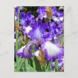 Iris "Song Song" Postcard] ポ ト ス ド Postkarte