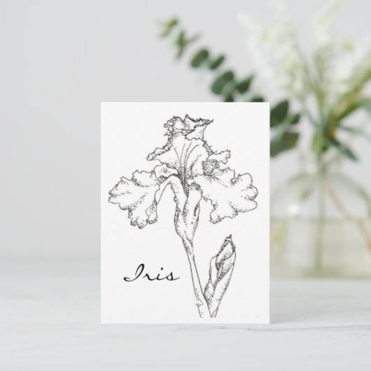 Iris Spring Blume Pen and Ink Zeichnend Postkarte (Stehend Vorderseite)