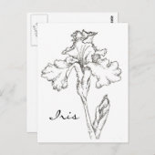 Iris Spring Blume Pen and Ink Zeichnend Postkarte (Vorne/Hinten)