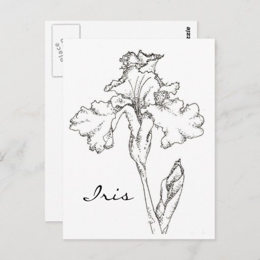 Iris Spring Blume Pen and Ink Zeichnend Postkarte (Vorne/Hinten)