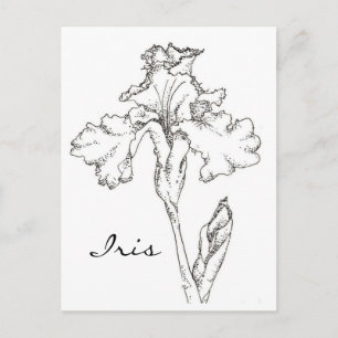 Iris Spring Blume Pen and Ink Zeichnend Postkarte