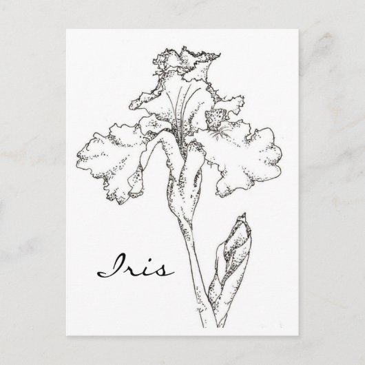 Iris Spring Blume Pen and Ink Zeichnend Postkarte (Vorderseite)