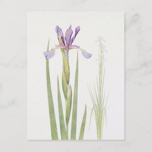 Iris Spuria (Kashmir) von William Dykes Postkarte (Vorderseite)