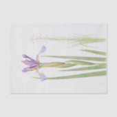 Iris Spuria (Kashmir) von William Dykes Seidenpapier (Vorderseite)