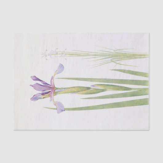 Iris Spuria (Kashmir) von William Dykes Seidenpapier (Vorderseite)