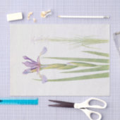 Iris Spuria (Kashmir) von William Dykes Seidenpapier (Handwerk)