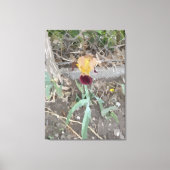 Iris Stretched Canvas Print Leinwanddruck (Vorderseite)