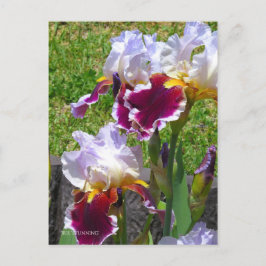 Iris ‘Stunning’ [Postcard] ポストカード Postkarte