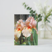 Iris "Sugar Plum" ポ [Postkarte] ス ト ド Postkarte (Stehend Vorderseite)