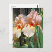 Iris "Sugar Plum" ポ [Postkarte] ス ト ド Postkarte (Vorne/Hinten)
