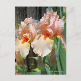 Iris "Sugar Plum" ポ [Postkarte] ス ト ド Postkarte