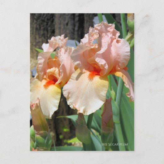 Iris "Sugar Plum" ポ [Postkarte] ス ト ド Postkarte (Vorderseite)