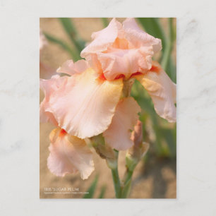 Iris "Sugar Plum" [Postkarte] Postkarte