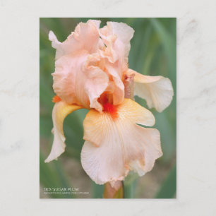 Iris "Sugar Plum" [Postkarte] Postkarte