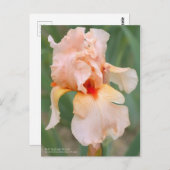 Iris "Sugar Plum" [Postkarte] Postkarte (Vorne/Hinten)