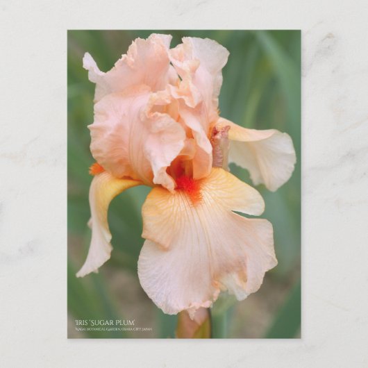 Iris "Sugar Plum" [Postkarte] Postkarte (Vorderseite)