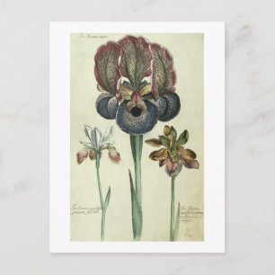 Iris susiana major und Iris bisantina angustifolia Postkarte