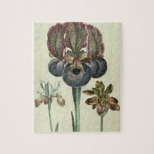 Iris susiana Major und Iris bisantina angustifolia Puzzle