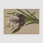 Iris Susiana von Arentina Hendrica Arendsen Seidenpapier (Vorderseite)