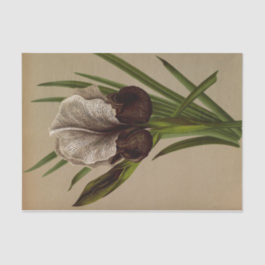 Iris Susiana von Arentina Hendrica Arendsen Seidenpapier (Vorderseite)