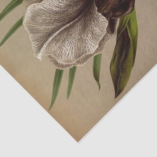 Iris Susiana von Arentina Hendrica Arendsen Seidenpapier (Ausschnitt)