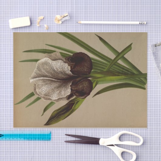 Iris Susiana von Arentina Hendrica Arendsen Seidenpapier (Handwerk)