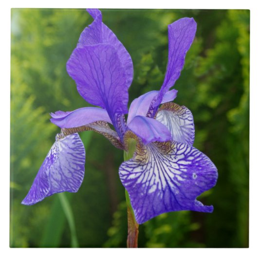 Iris Sybirica Blumenfotografie Fliese (Vorderseite)