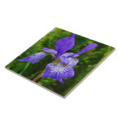 Iris Sybirica Blumenfotografie Fliese (Seite)