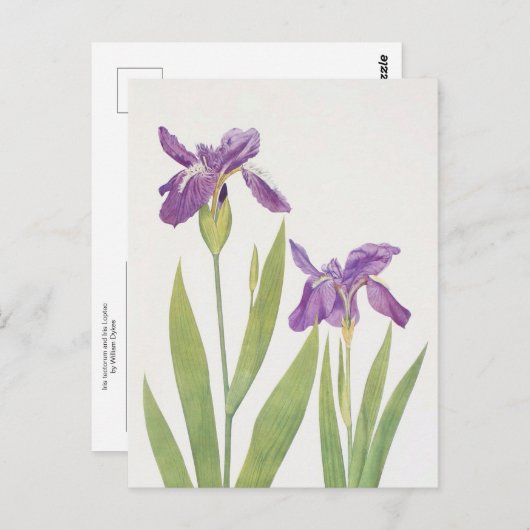 Iris Tectorum und Iris Loptec von William Dykes Postkarte (Vorne/Hinten)