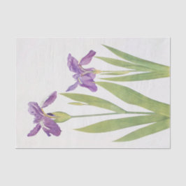 Iris Tectorum und Iris Loptec von William Dykes Seidenpapier