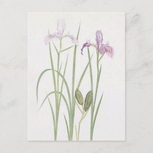 Iris Tenax von William Dykes Postkarte