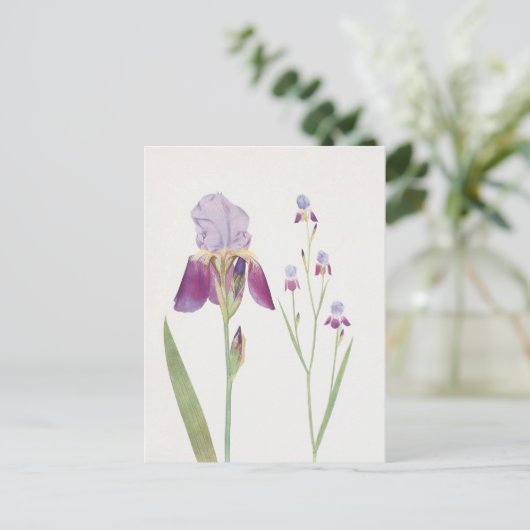 Iris Trojana von William Dykes Postkarte (Stehend Vorderseite)