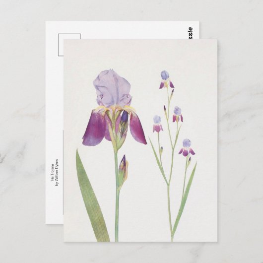 Iris Trojana von William Dykes Postkarte (Vorne/Hinten)