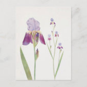 Iris Trojana von William Dykes Postkarte (Vorderseite)
