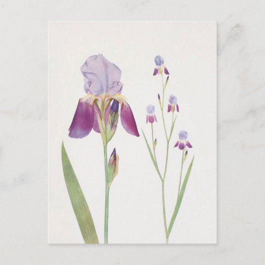 Iris Trojana von William Dykes Postkarte (Vorderseite)