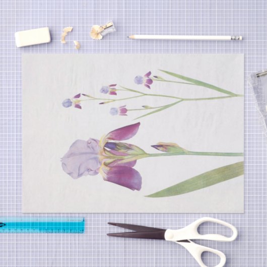 Iris Trojana von William Dykes Seidenpapier (Handwerk)