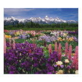 Iris und Lupine Garden und Teton Range, Fotodruck (Vorne)