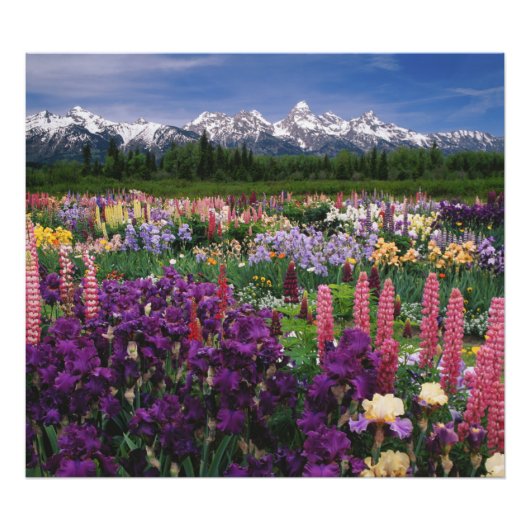 Iris und Lupine Garden und Teton Range, Fotodruck (Vorne)