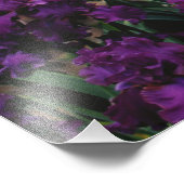 Iris und Lupine Garden und Teton Range, Fotodruck (Ecke)