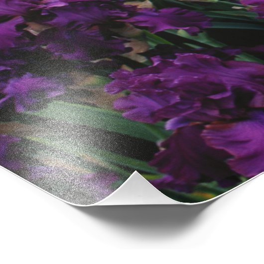 Iris und Lupine Garden und Teton Range, Fotodruck (Ecke)