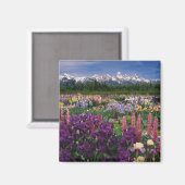 Iris und Lupine Garden und Teton Range, Magnet (Vorderseite/Rückseite)