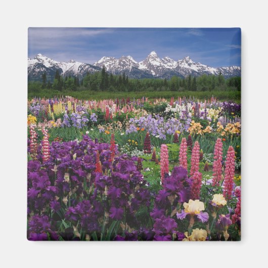 Iris und Lupine Garden und Teton Range, Magnet (Vorne)