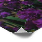 Iris und Lupine Garden und Teton Range, Poster (Ecke)