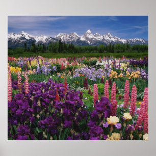 Iris und Lupine Garden und Teton Range, Poster