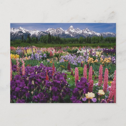 Iris und Lupine Garden und Teton Range, Postkarte (Vorderseite)