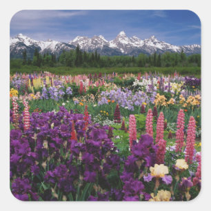 Iris und Lupine Garden und Teton Range, Quadratischer Aufkleber