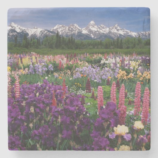 Iris und Lupine Garden und Teton Range, Steinuntersetzer (Vorderseite)